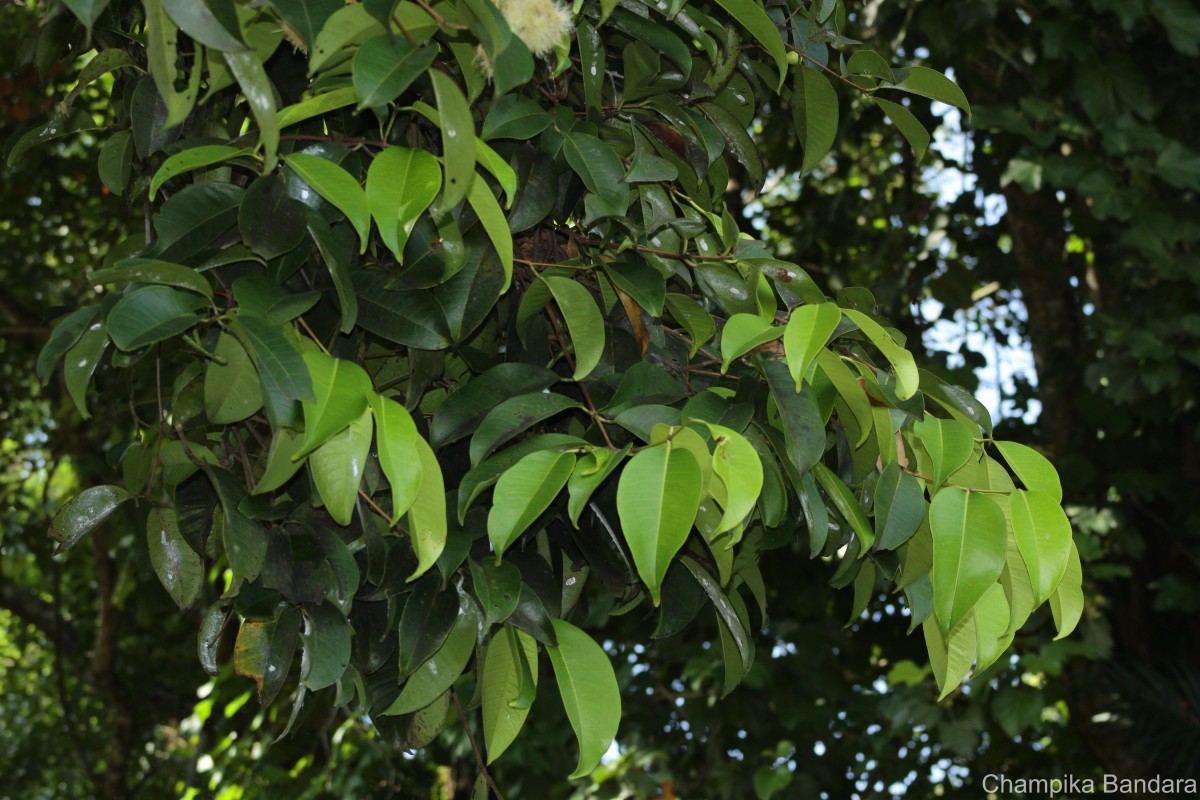 Syzygium grande (Wight) Walp.